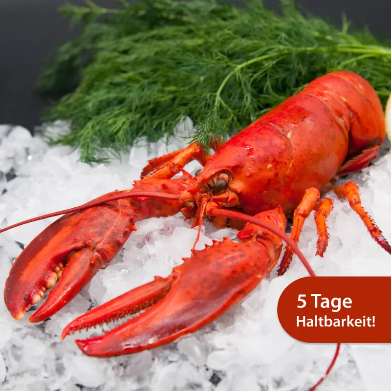 Hummer gekocht Set 3 Stk.