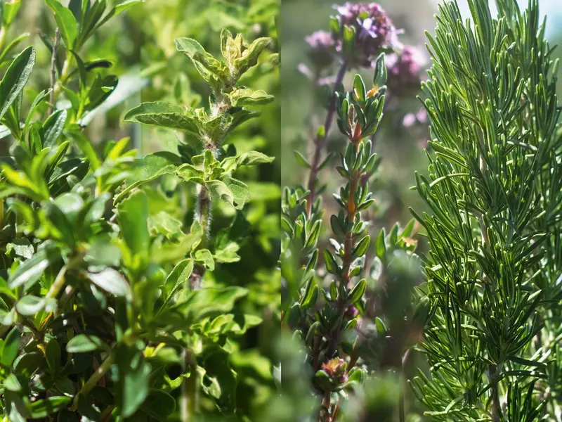 Kräuter der Provence