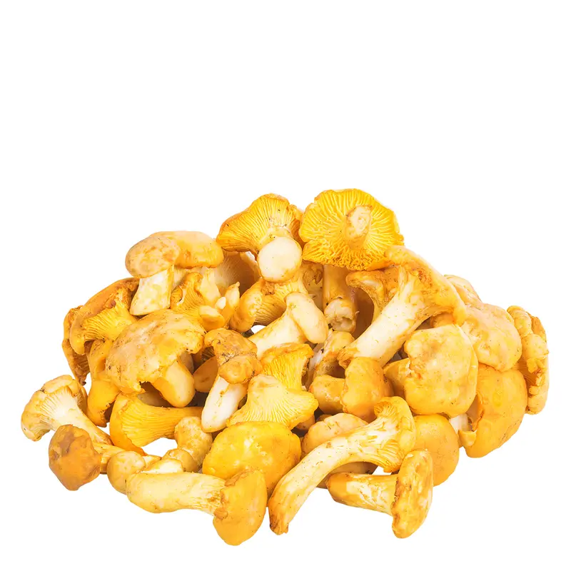 Pfifferlinge